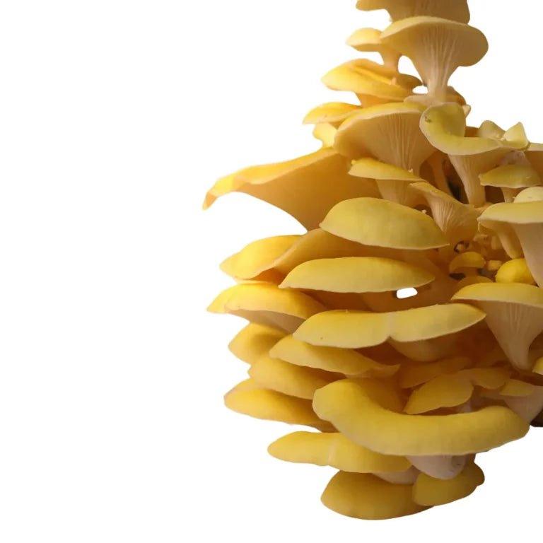 Nuvedo Golden Oyster Mushroom Growing KitMushroom Growing KitNuvedo Golden Oyster Mushroom Growing Kit | CBD Store India