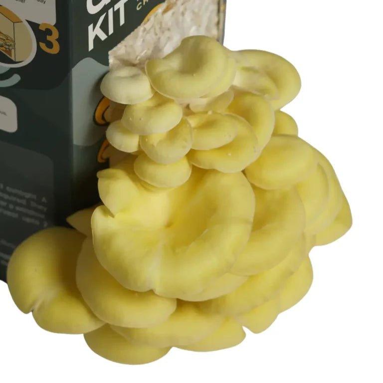 Nuvedo Golden Oyster Mushroom Growing Kit.
