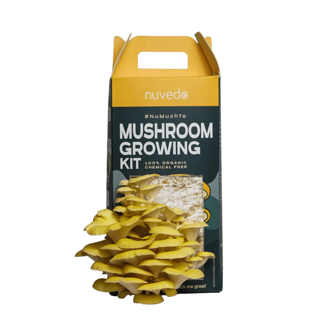 Nuvedo Golden Oyster Mushroom Growing Kit - CBD Store India