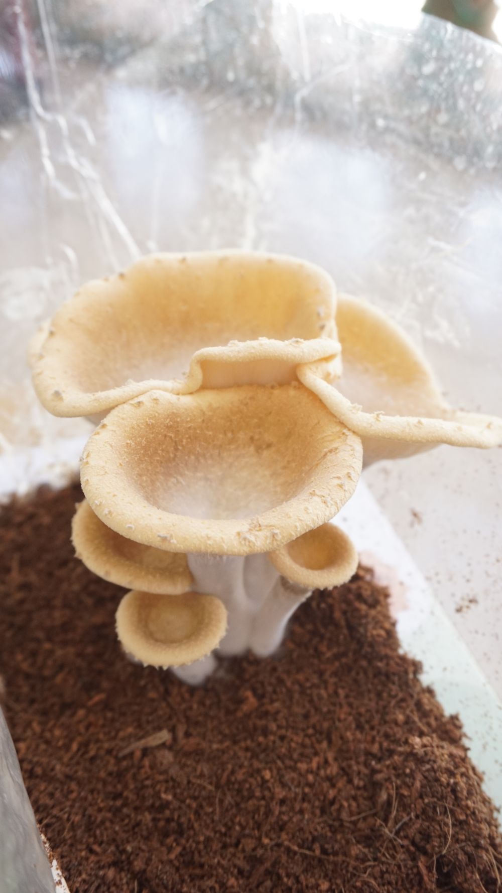 Nuvedo King Tuber Oyster Mushroom Growing Kit - CBD Store India