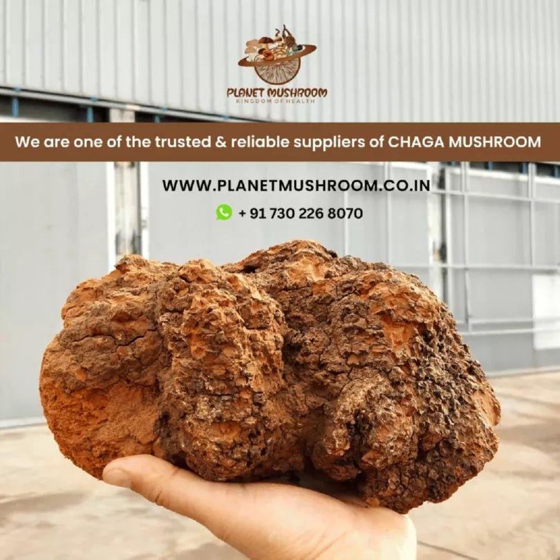 Planet Mushroom - Chaga Mushroom Chunks (Box of 100 gms)Dried MushroomPlanet Mushroom Chaga Chunks - Box of 100g | Immunity Boost