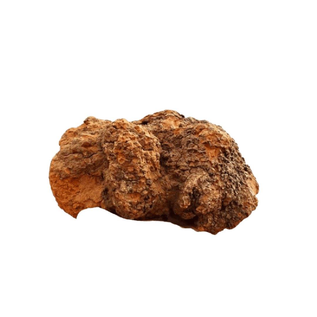 Planet Mushroom - Chaga Mushroom Chunks (Box of 100 gms)Dried MushroomPlanet Mushroom Chaga Chunks - Box of 100g | Immunity Boost