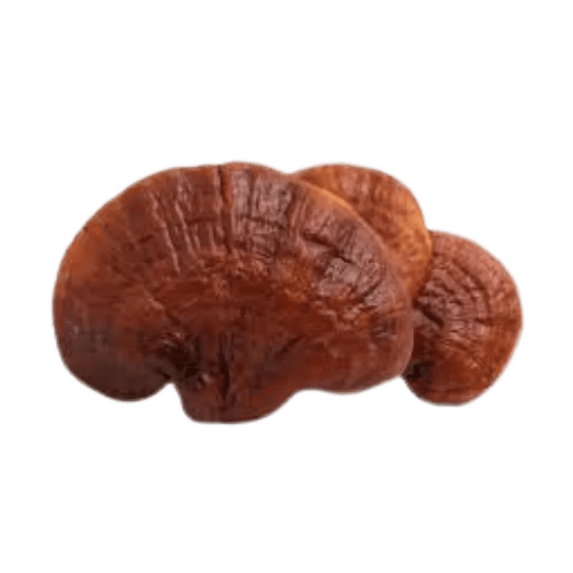 Planet Mushroom - Reishi Mushroom Powder - CBD Store India