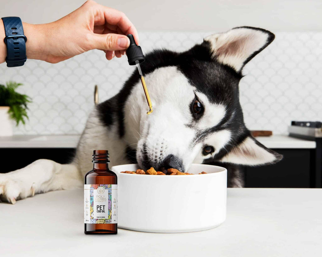 PolyHerbs - CBD Oil for Pets | for Anxiety, Pain, Seizures, Tumor & MorePet CBD oilPolyHerbs - CBD Oil for Pets | for Anxiety, Pain, Seizures, Tumor & More