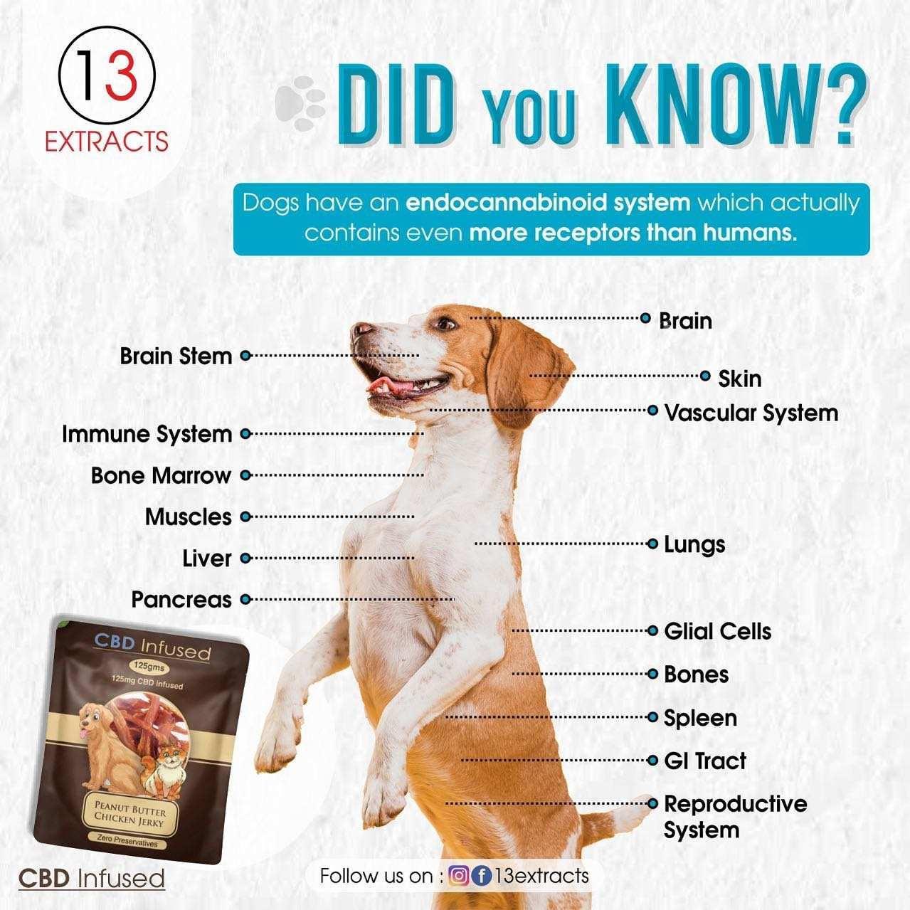 Thirteen Extracts Pet Care Subscription Service.