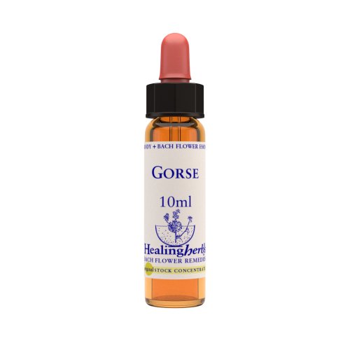 Vior Naturals - Gorse | Bach Flower Stock concentrate - CBD Store India